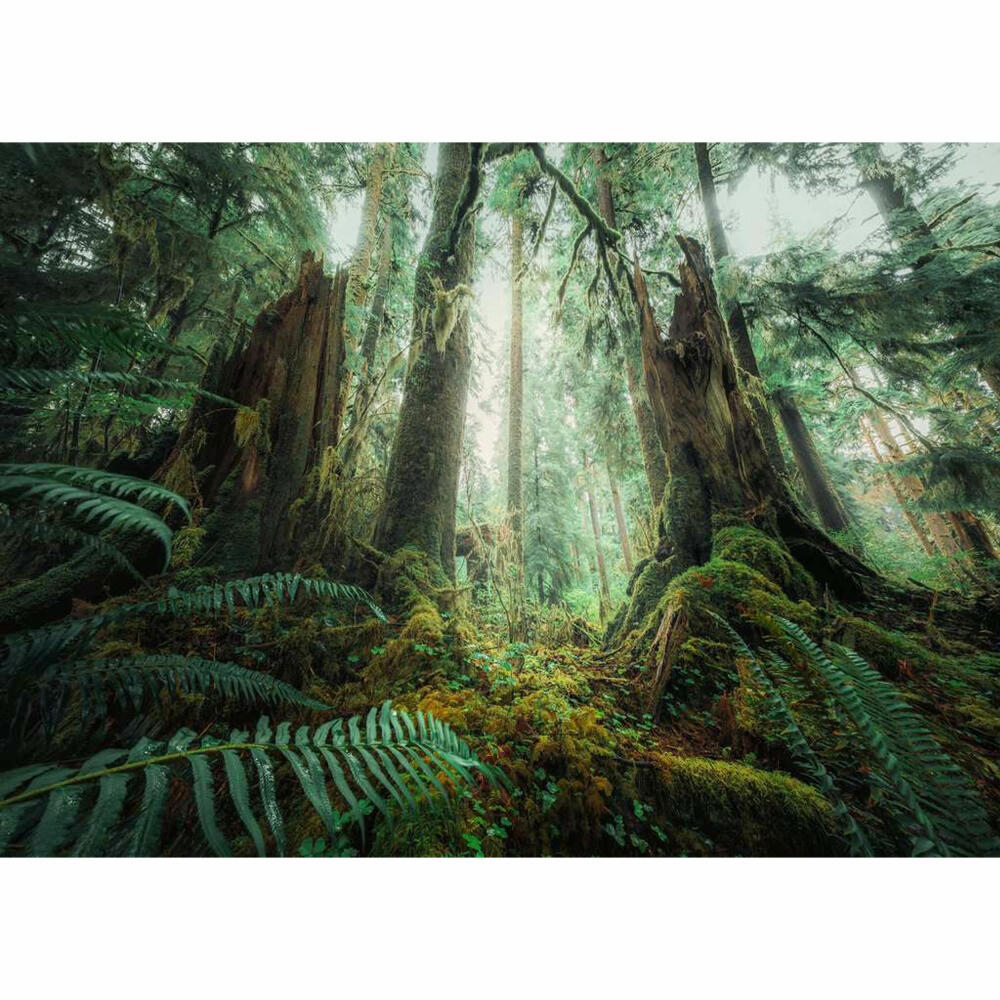 Ravensburger Puzzle Faszinierender Wald, Erwachsenenpuzzle, 1000 Teile, ab 14 Jahren, 17494