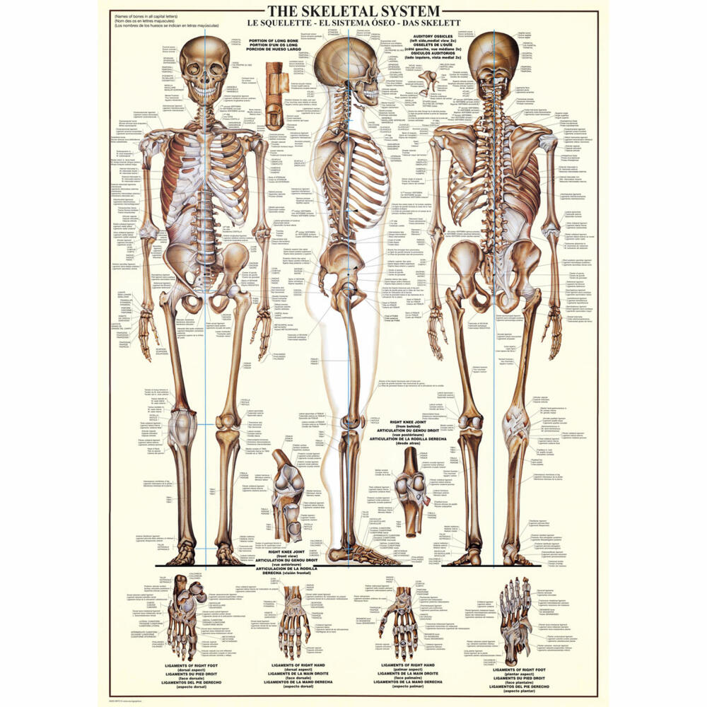 Eurographics Puzzle Das Skelett, Anatomie, 1000 Teile, 68 x 48 cm, 6000-3970