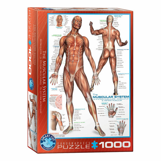 Eurographics Puzzle Das Muskelsystem, Anatomie, 1000 Teile, 68 x 48 cm, 6000-2015