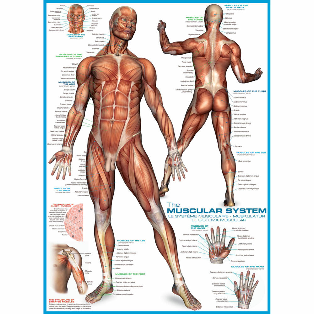 Eurographics Puzzle Das Muskelsystem, Anatomie, 1000 Teile, 68 x 48 cm, 6000-2015