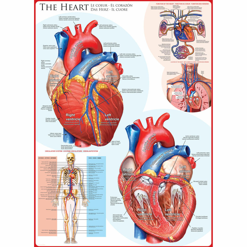 Eurographics Puzzle Das Herz, Anatomie, 1000 Teile, 68 x 48 cm, 6000-0257