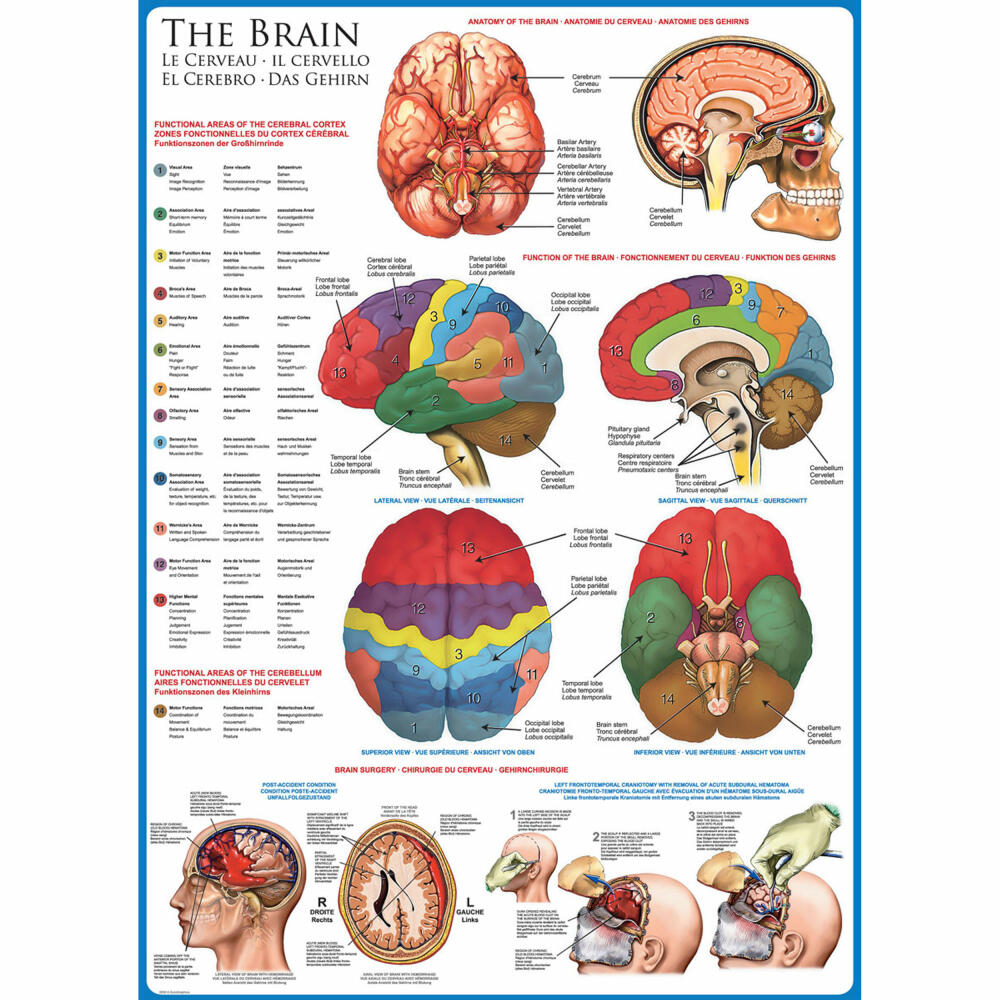 Eurographics Puzzle Das Gehirn, Anatomie, 1000 Teile, 68 x 48 cm, 6000-0256