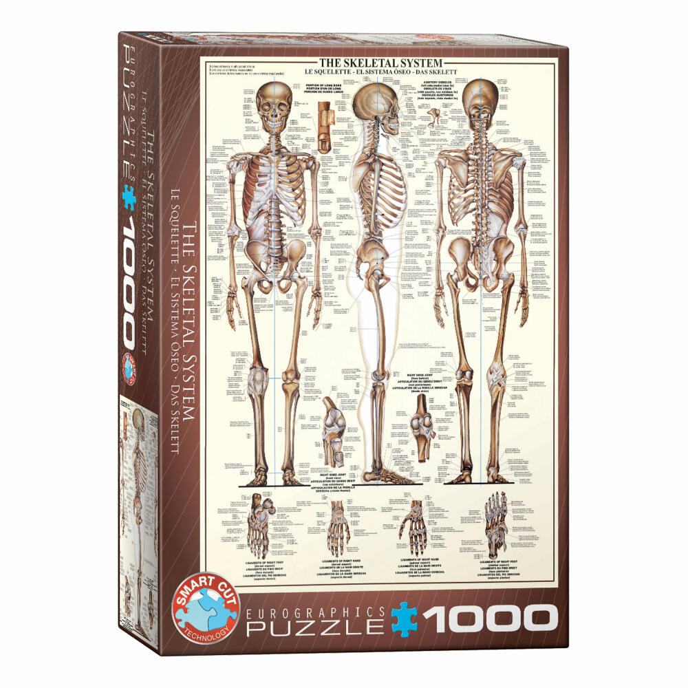 Eurographics Puzzle Das Skelett, Anatomie, 1000 Teile, 68 x 48 cm, 6000-3970