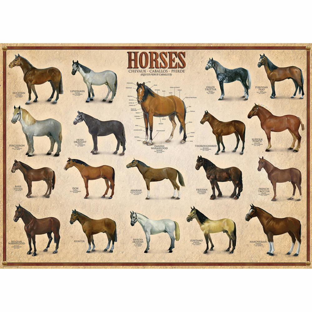 Eurographics Puzzle Pferde, Horses, mehrsprachig, 1000 Teile, 68 x 48 cm, 6000-0078