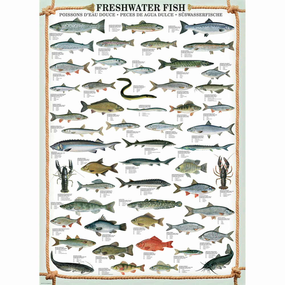 Eurographics Puzzle Süßwasserfische, Tiere, 1000 Teile, 68 x 48 cm, 6000-0312