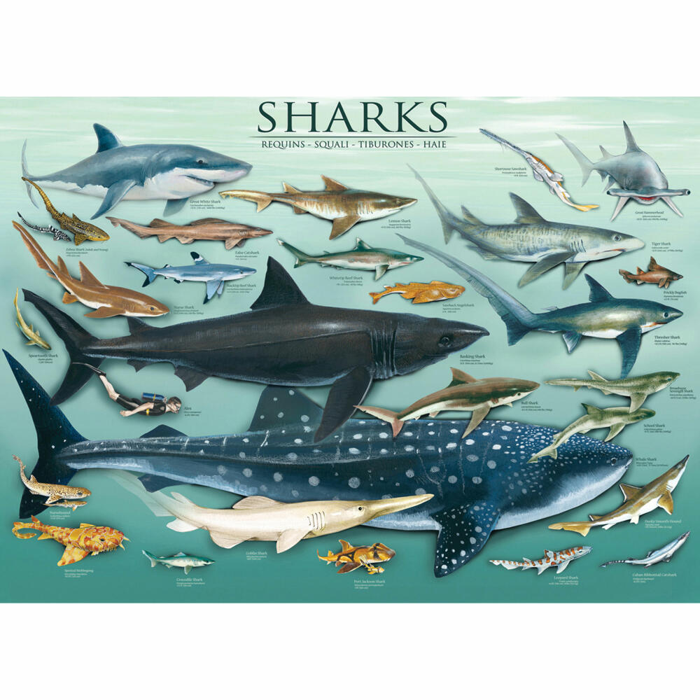 Eurographics Puzzle Haie, Sharks, mehrsprachig, 1000 Teile, 68 x 48 cm, 6000-0079